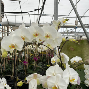 Fresh Orchids 兰花 White