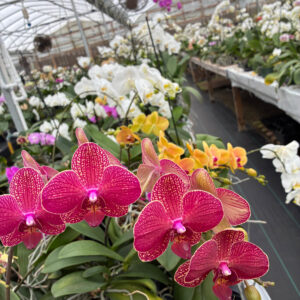 Fresh Orchids 兰花 Red