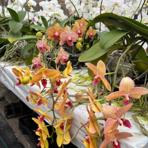 Fresh Orchids 兰花 Mix Yellow