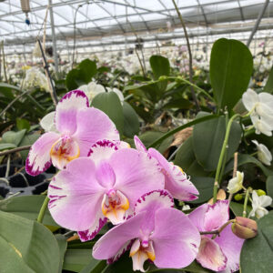 Fresh Orchids 兰花 Lite Purple