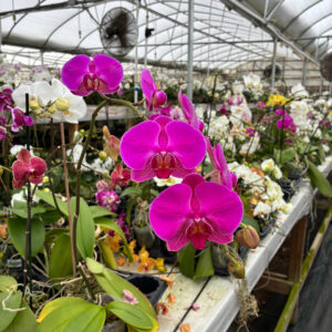 Fresh Orchids 兰花 Pink