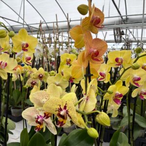 Fresh Orchids 兰花 Yellow