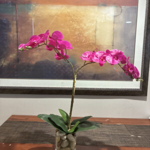 Fresh Orchids 兰花 Pink 2 Stems